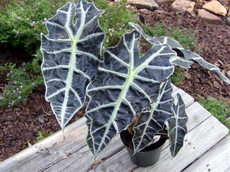 آلوکازیا - بابا آدم